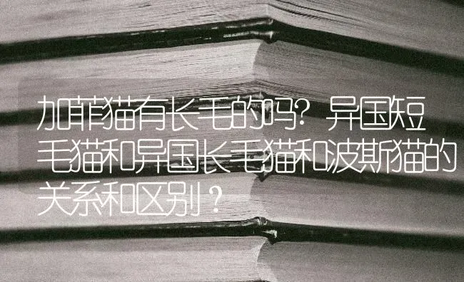 加菲猫有长毛的吗?异国短毛猫和异国长毛猫和波斯猫的关系和区别？ | 动物养殖问答