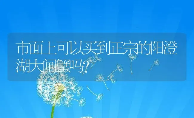 市面上可以买到正宗的阳澄湖大闸蟹吗？ | 动物养殖百科