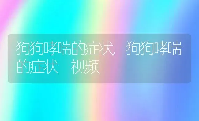 狗狗哮喘的症状,狗狗哮喘的症状 视频 | 宠物百科知识