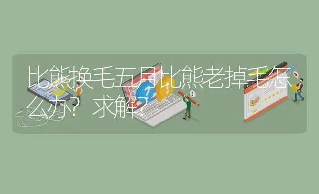 比熊换毛五月比熊老掉毛怎么办?求解？ | 动物养殖问答