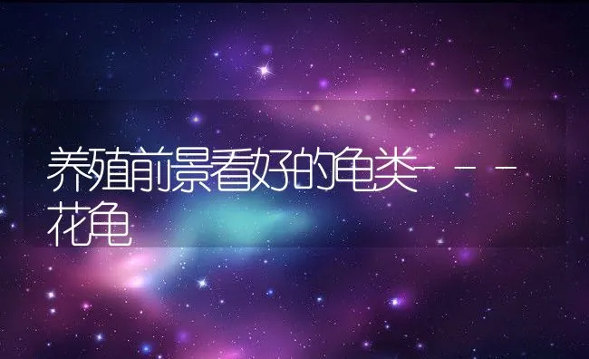 养殖前景看好的龟类---花龟 | 动物养殖学堂