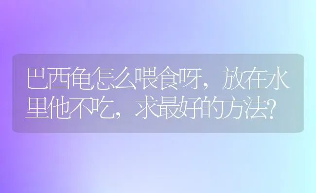 巴西龟怎么喂食呀，放在水里他不吃，求最好的方法？ | 动物养殖问答