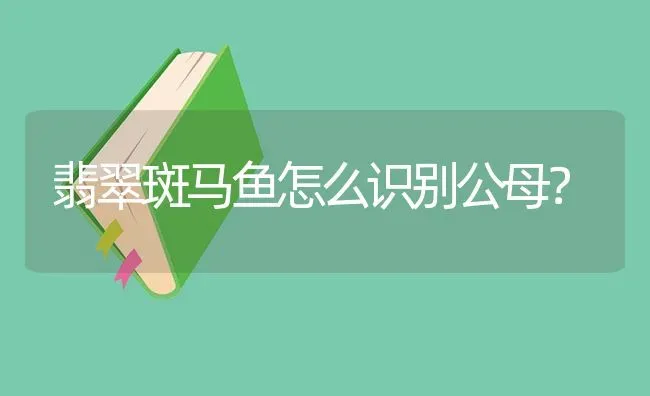 翡翠斑马鱼怎么识别公母？ | 鱼类宠物饲养