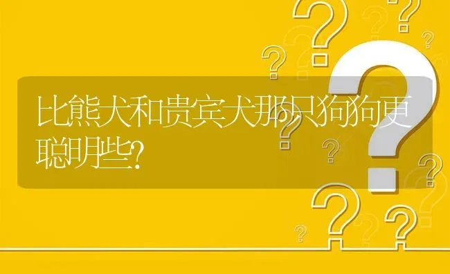 比熊犬和贵宾犬那只狗狗更聪明些？ | 动物养殖问答