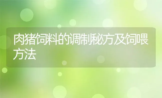 肉猪饲料的调制秘方及饲喂方法 | 动物养殖饲料