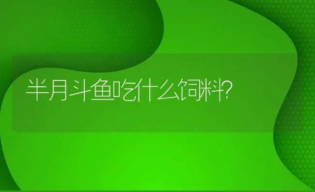 半月斗鱼吃什么饲料？ | 鱼类宠物饲养