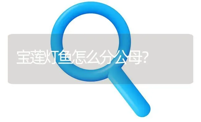 宝莲灯鱼怎么分公母？ | 鱼类宠物饲养