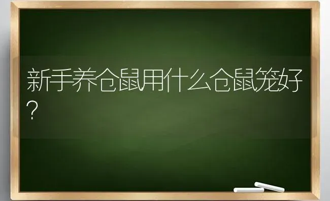 新手养仓鼠用什么仓鼠笼好？ | 动物养殖问答