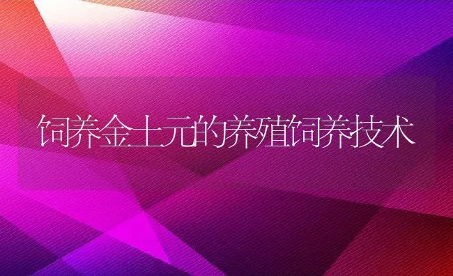 饲养金土元的养殖饲养技术 | 动物养殖百科