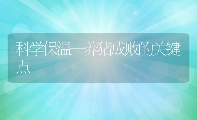 科学保温—养猪成败的关键点 | 动物养殖饲料