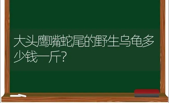 大头鹰嘴蛇尾的野生乌龟多少钱一斤？ | 动物养殖问答