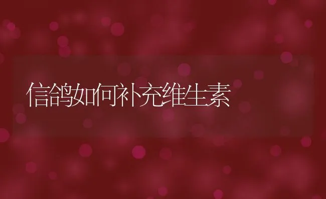 信鸽如何补充维生素 | 水产养殖知识