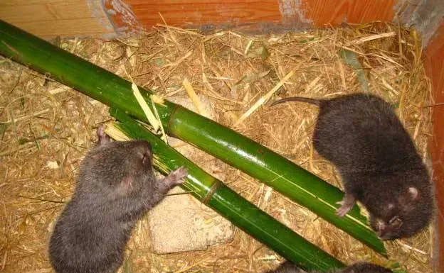 繁殖种鼠的饲养管理