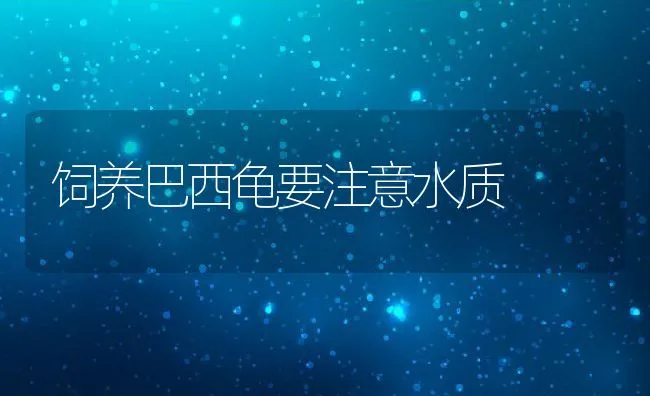 饲养巴西龟要注意水质 | 动物养殖饲料