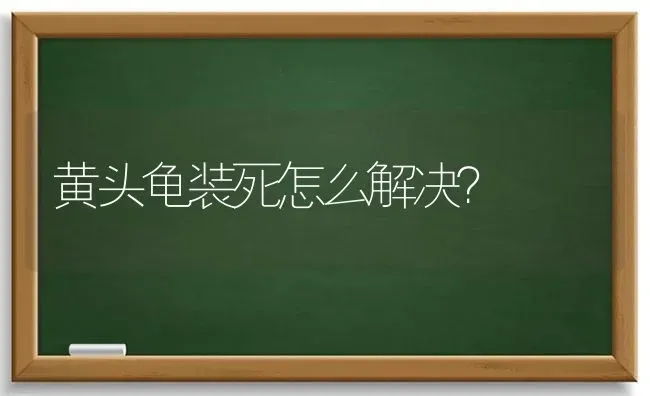 黄头龟装死怎么解决？ | 动物养殖问答