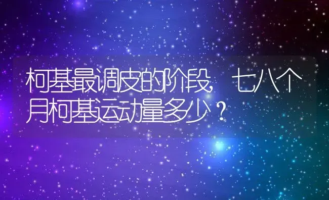 柯基最调皮的阶段,七八个月柯基运动量多少？ | 宠物百科知识