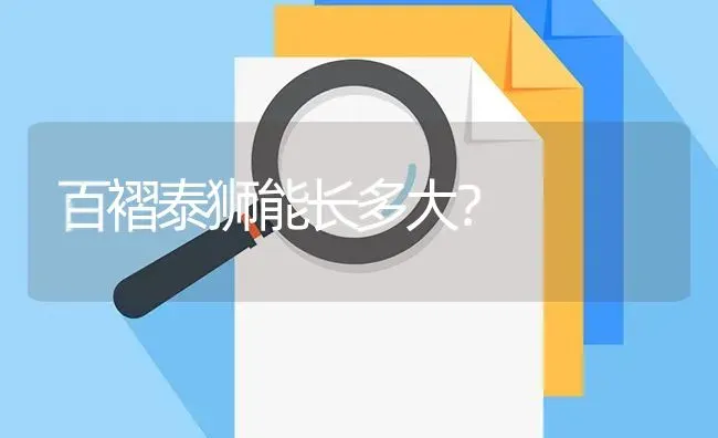 百褶泰狮能长多大？ | 鱼类宠物饲养