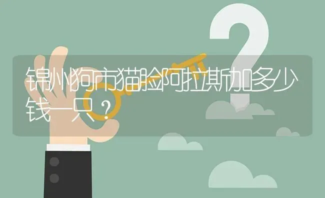 锦州狗市猫脸阿拉斯加多少钱一只？ | 动物养殖问答