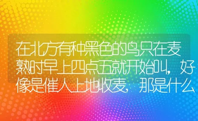 在北方有种黑色的鸟只在麦熟时早上四点五就开始叫，好像是催人上地收麦,那是什么鸟啊?当地的人叫它“池盆？ | 动物养殖问答