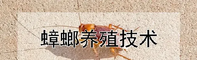 蟑螂养殖技术