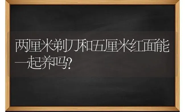 两厘米剃刀和五厘米红面能一起养吗？ | 动物养殖问答