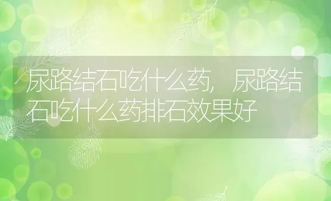 尿路结石吃什么药,尿路结石吃什么药排石效果好 | 宠物百科知识