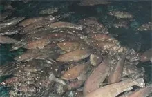 全国首次出口石斑鱼鱼苗