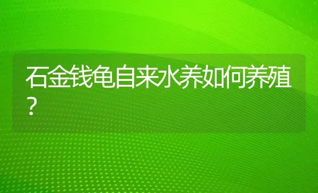 石金钱龟自来水养如何养殖？ | 动物养殖问答