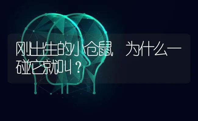 刚出生的小仓鼠 为什么一碰它就叫？ | 动物养殖问答