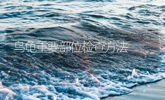 乌龟重要部位检查方法 | 海水养殖技术