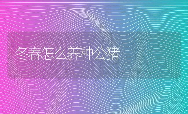 冬春怎么养种公猪 | 动物养殖饲料