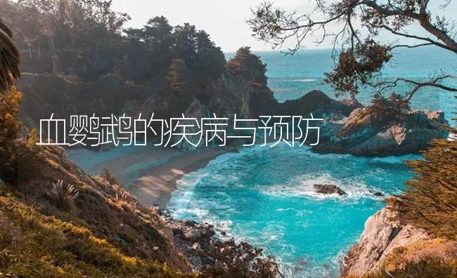 血鹦鹉的疾病与预防 | 海水养殖技术