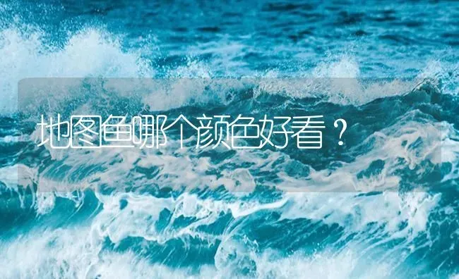 地图鱼哪个颜色好看？ | 鱼类宠物饲养