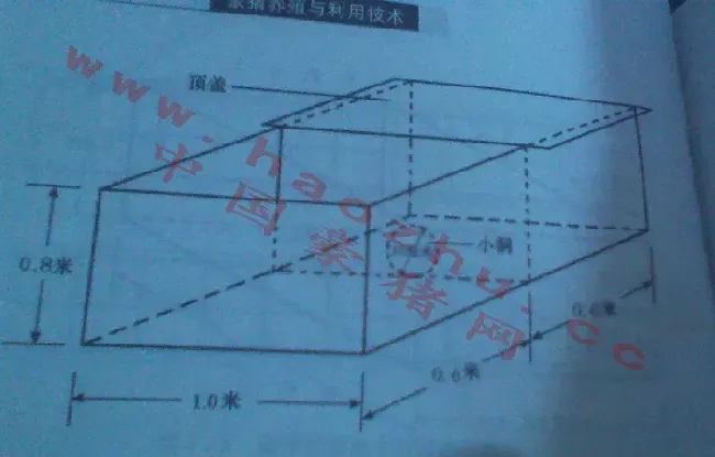 豪猪养殖池建造及其要点