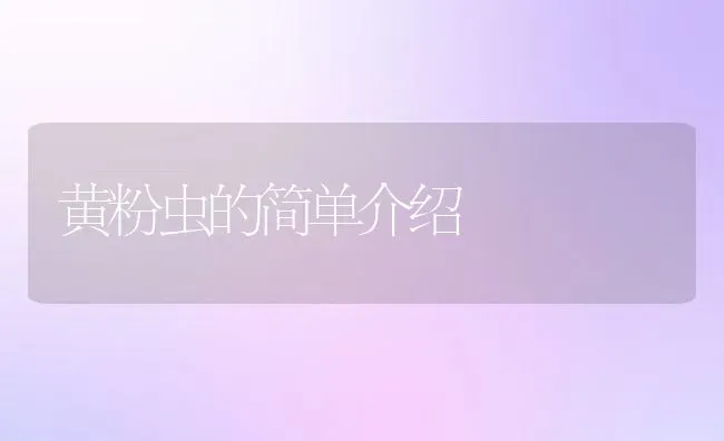 黄粉虫的简单介绍 | 动物养殖百科