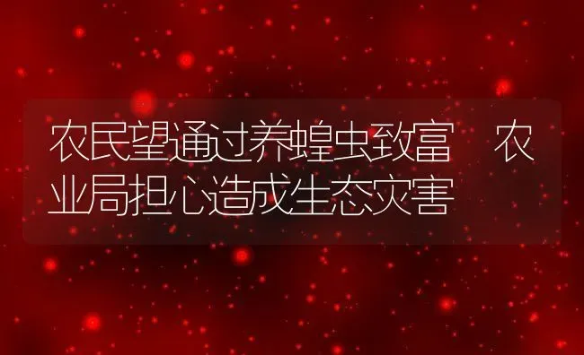 农民望通过养蝗虫致富 农业局担心造成生态灾害 | 动物养殖教程