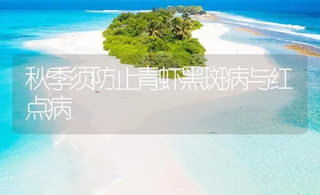 秋季须防止青虾黑斑病与红点病 | 海水养殖技术