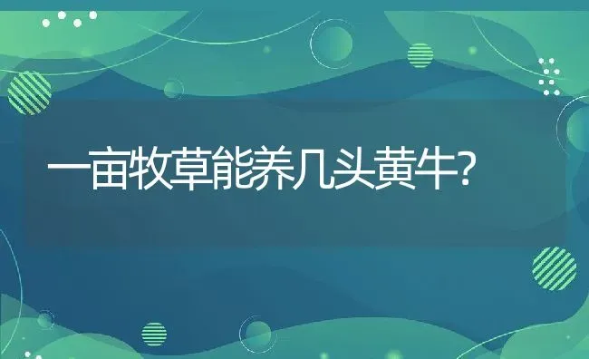 一亩牧草能养几头黄牛？ | 动物养殖百科