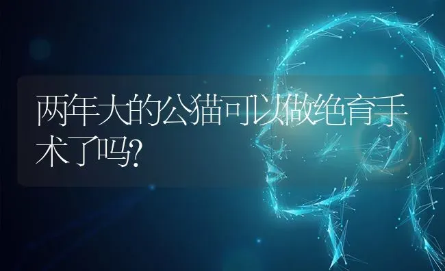 两年大的公猫可以做绝育手术了吗？ | 动物养殖问答