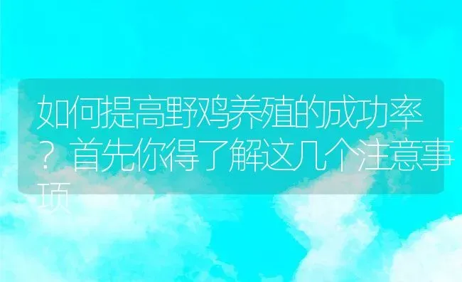 如何提高野鸡养殖的成功率？首先你得了解这几个注意事项 | 动物养殖百科