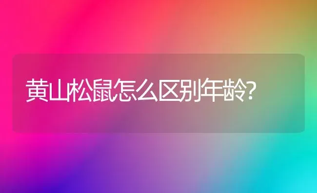 黄山松鼠怎么区别年龄？ | 动物养殖问答