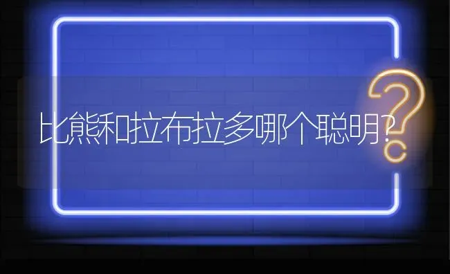 比熊和拉布拉多哪个聪明？ | 动物养殖问答