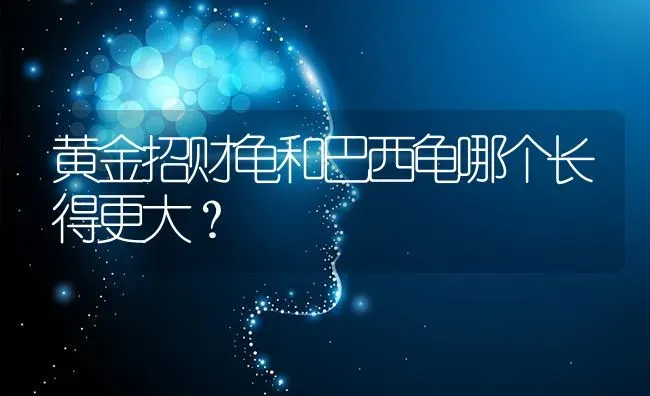 黄金招财龟和巴西龟哪个长得更大？ | 动物养殖问答