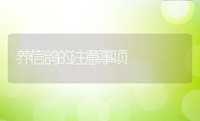 养信鸽的注意事项 | 水产养殖知识