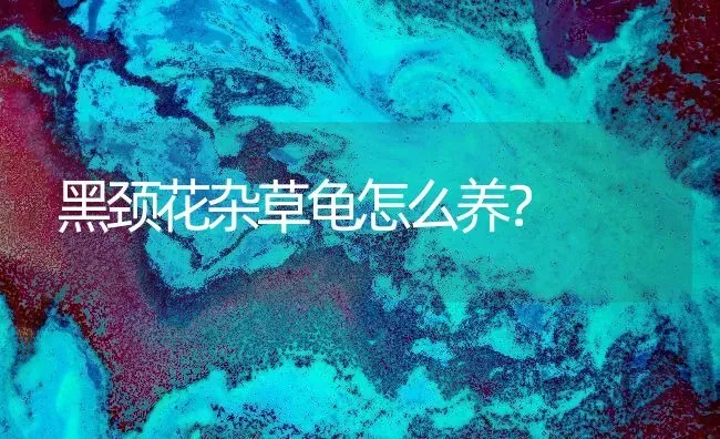 黑颈花杂草龟怎么养？ | 动物养殖问答