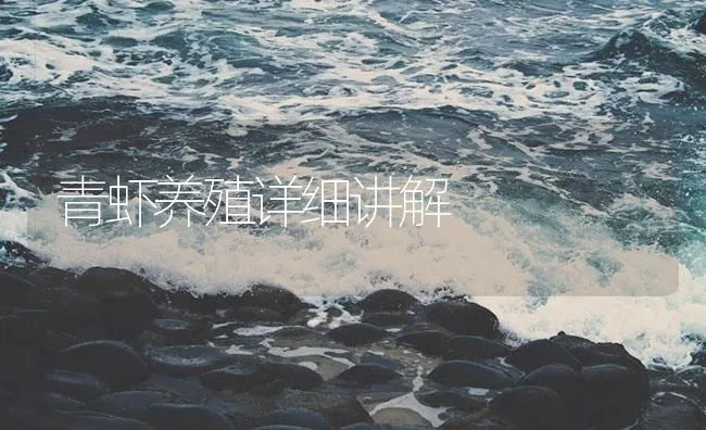 青虾养殖详细讲解 | 海水养殖技术