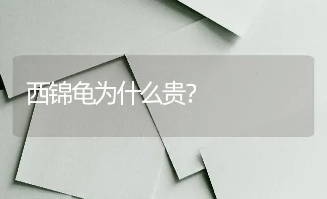 西锦龟为什么贵？ | 动物养殖问答