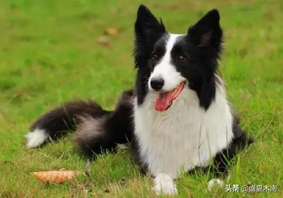 十大适合家养的狗,十大温顺犬排行榜，最受欢迎的家养宠物狗？