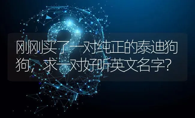 刚刚买了一对纯正的泰迪狗狗，求一对好听英文名字？ | 动物养殖问答