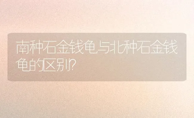 南种石金钱龟与北种石金钱龟的区别？ | 动物养殖问答